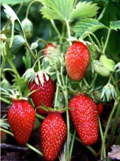 Fraisier 'Mariguette' - remontant