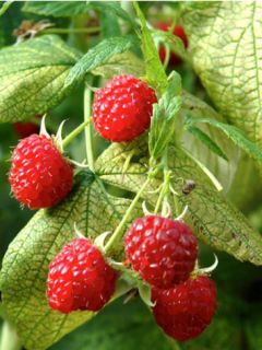 Framboisier 'Autumn Bliss'