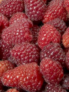 Framboisier 'Magnific Delbard'