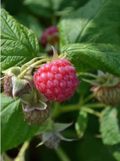Framboisier 'Meeker'