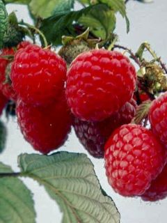 Framboisier remontant 'Belle de Malicorne'