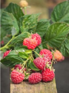 Framboisier nain Ruby Beauty