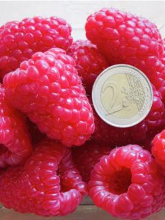 Framboisier Versailles (remontant)