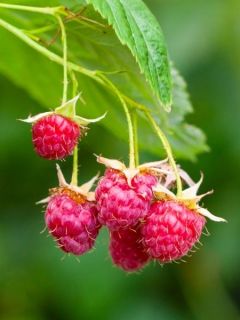 framboisier marastar