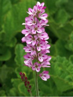 Francoa sonchifolia 