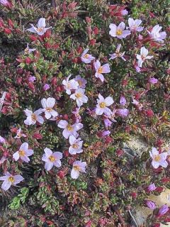 Frankenia laevis - Frankénie lisse.