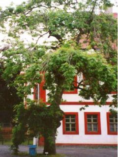Fraxinus excelsior 'Pendula'