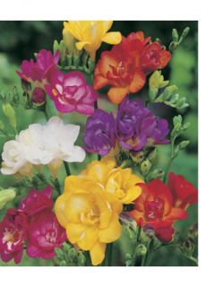 Freesia double en mélange Freesia double en mélange