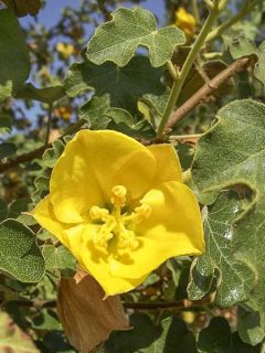 Fremontodendron californicum - Fremontia de Californie