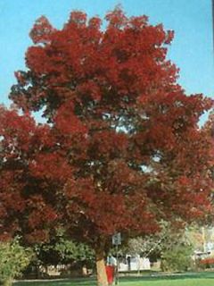 Frêne à feuilles étroites 'Raywood'