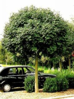 Frêne à fleurs, Frêne à manne 'Meczek' Frêne à fleurs, Frêne à manne 'Meczek'