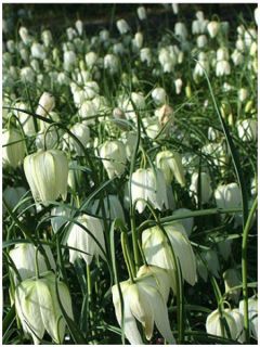 Fritillaire pintade - Fritillaria meleagris Alba