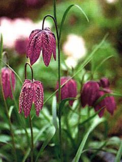 Fritillaire œuf de pintade