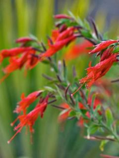 Fuchsia de Californie