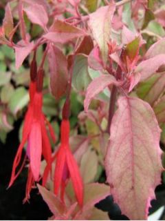 Fuchsia de Magellan 'Diversicolor'