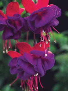 Fuchsia  'Dollar Princess'