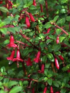 Fuchsia microphylla