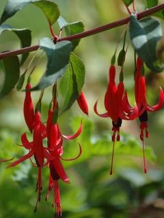 Fuchsia royal