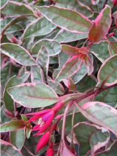 Fuchsia  'Tom West'