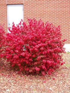 Fusain ailé 'Compactus'