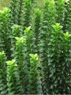 Fusain du Japon 'Benkomasaki'