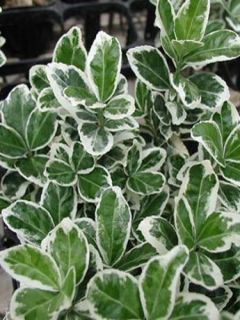 Fusain du Japon 'Kathy'