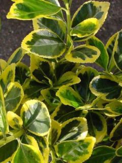 Fusain du Japon 'Marieke'