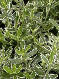 Fusain du Japon 'Microphyllus Albovariegatus'