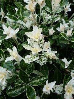 Fusain du Japon 'Pierrolino'®