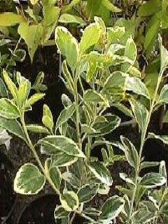 Fusain du Japon 'President Gauthier'