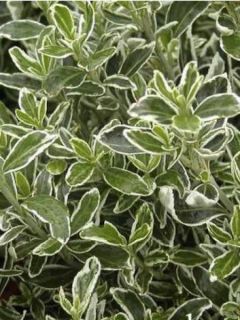 Fusain du Japon 'Suzanne'