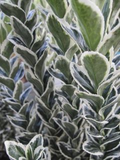 Fusain du Japon 'White Spire'