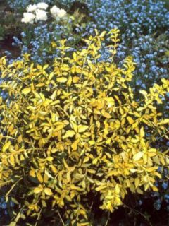 Fusain persistant 'Blondy'