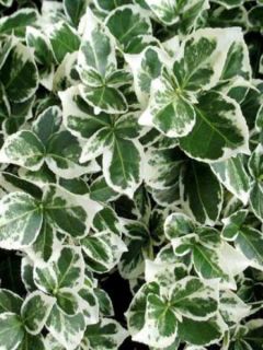 Fusain persistant 'Emerald Gaiety'