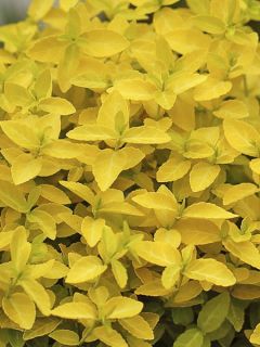 Fusain persistant 'Goldy'