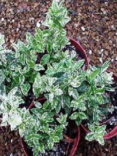 Fusain persistant 'Harlequin'