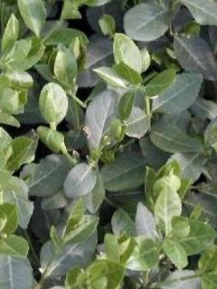 Fusain persistant 'Radicans'