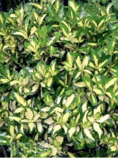 Fusain persistant 'Sunspot'