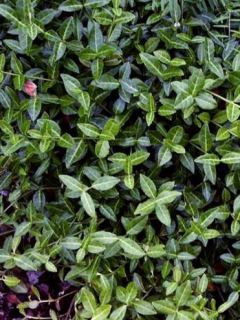 Fusain tapissant 'Tustin'