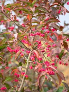 Fusain d'Europe 'Red Cascade'
