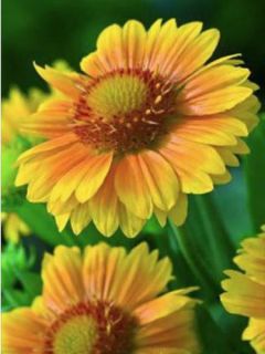 Gaillarde vivace 'African Sunset'