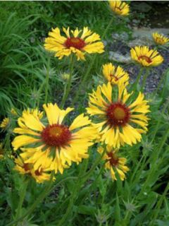 Gaillarde aristata Amber Wheels