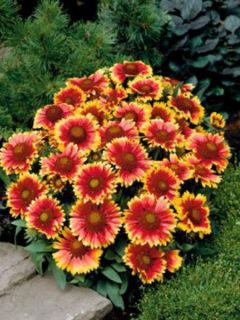 Gaillarde vivace 'Arizona Sun'
