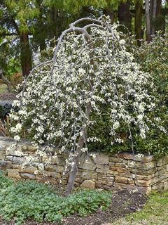 Gainier du Canada pleureur 'Vanilla Twist'