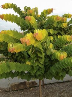 Gainier du Canada 'The Rising Sun'