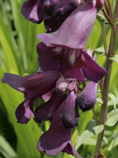 Penstemon Blackbird - Galane