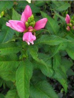 Galane de Lyon 'Hot Lips'