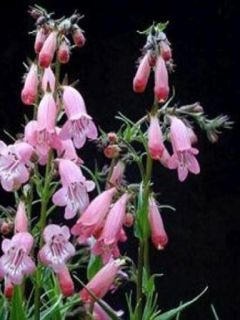 Penstemon Evelyn - Galane