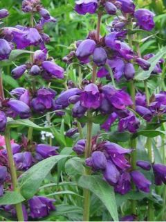 Penstemon Purple Passion - Galane 