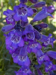 Penstemon hybride Russian River